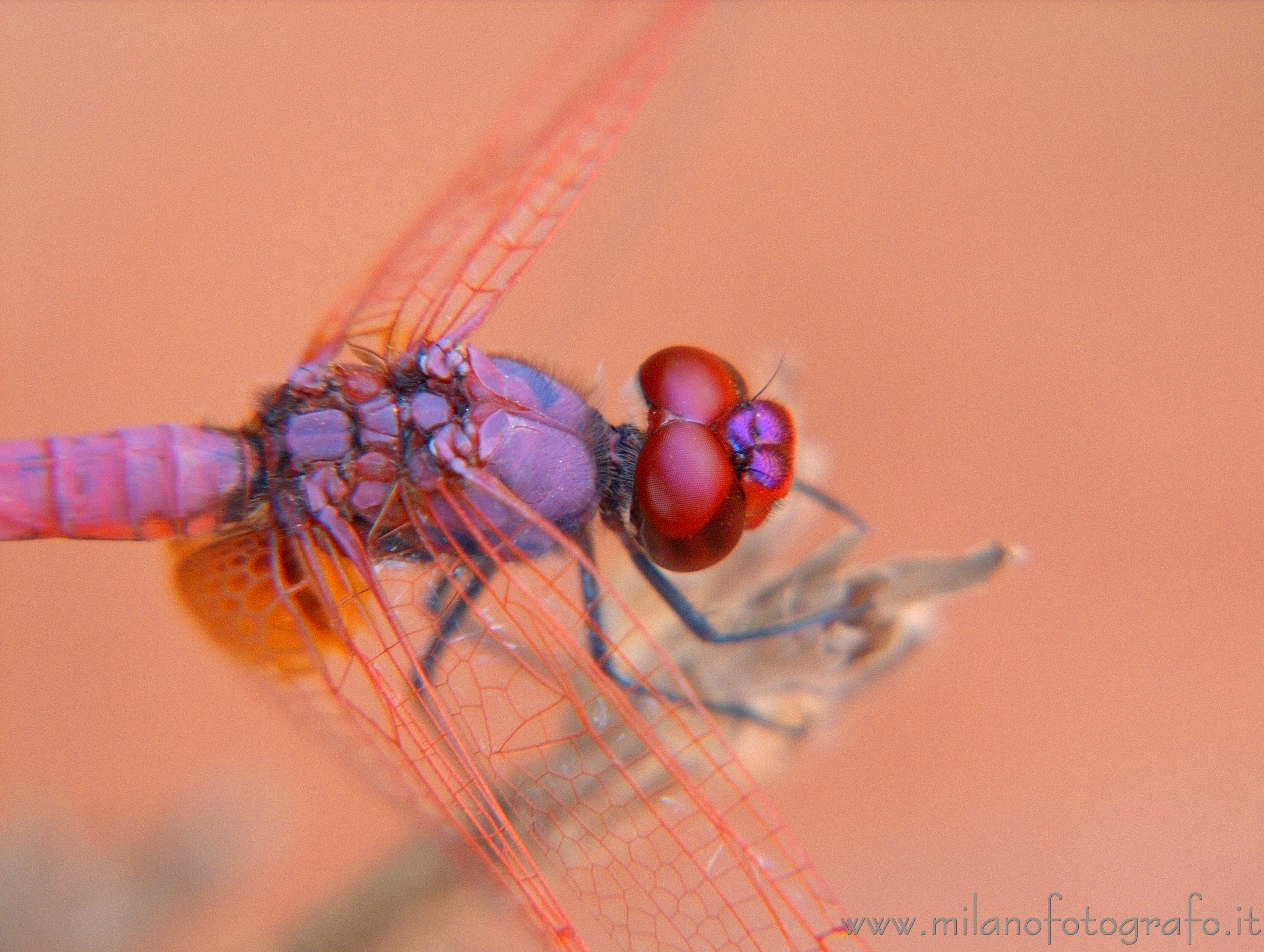 Otranto (Lecce, Italy) - Male Trithemis annulata